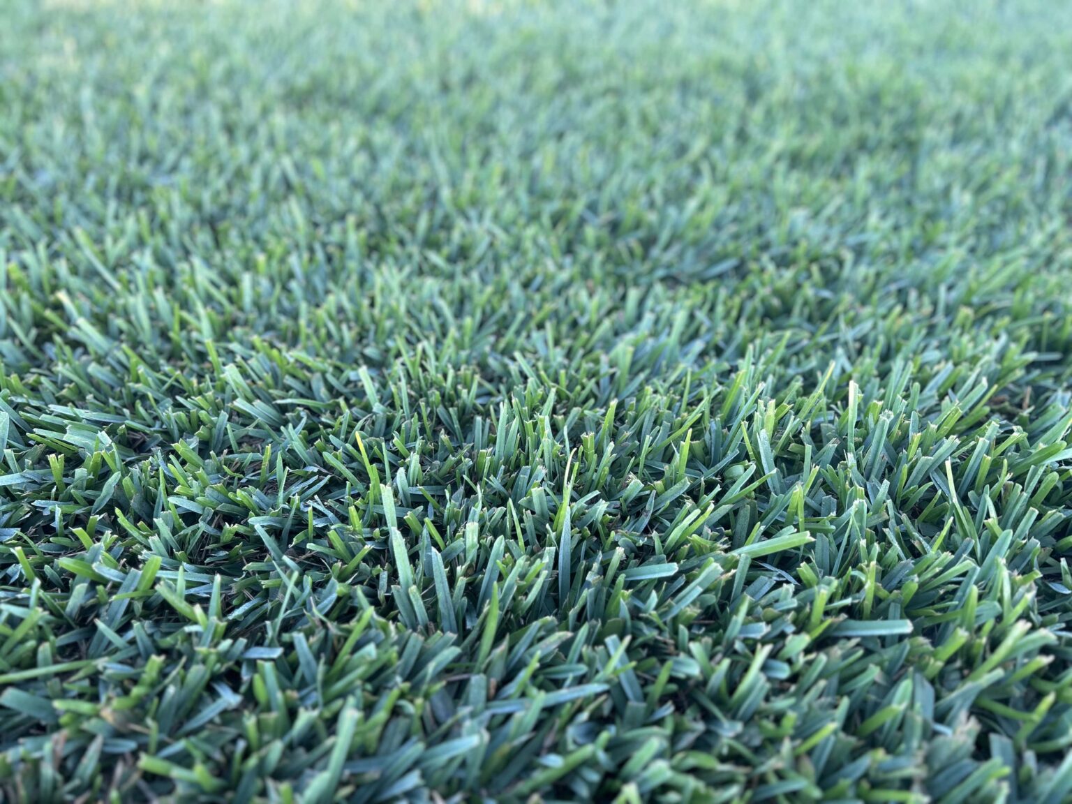 King Ranch Turf Floratam St. Augustine - King Ranch Turfgrass