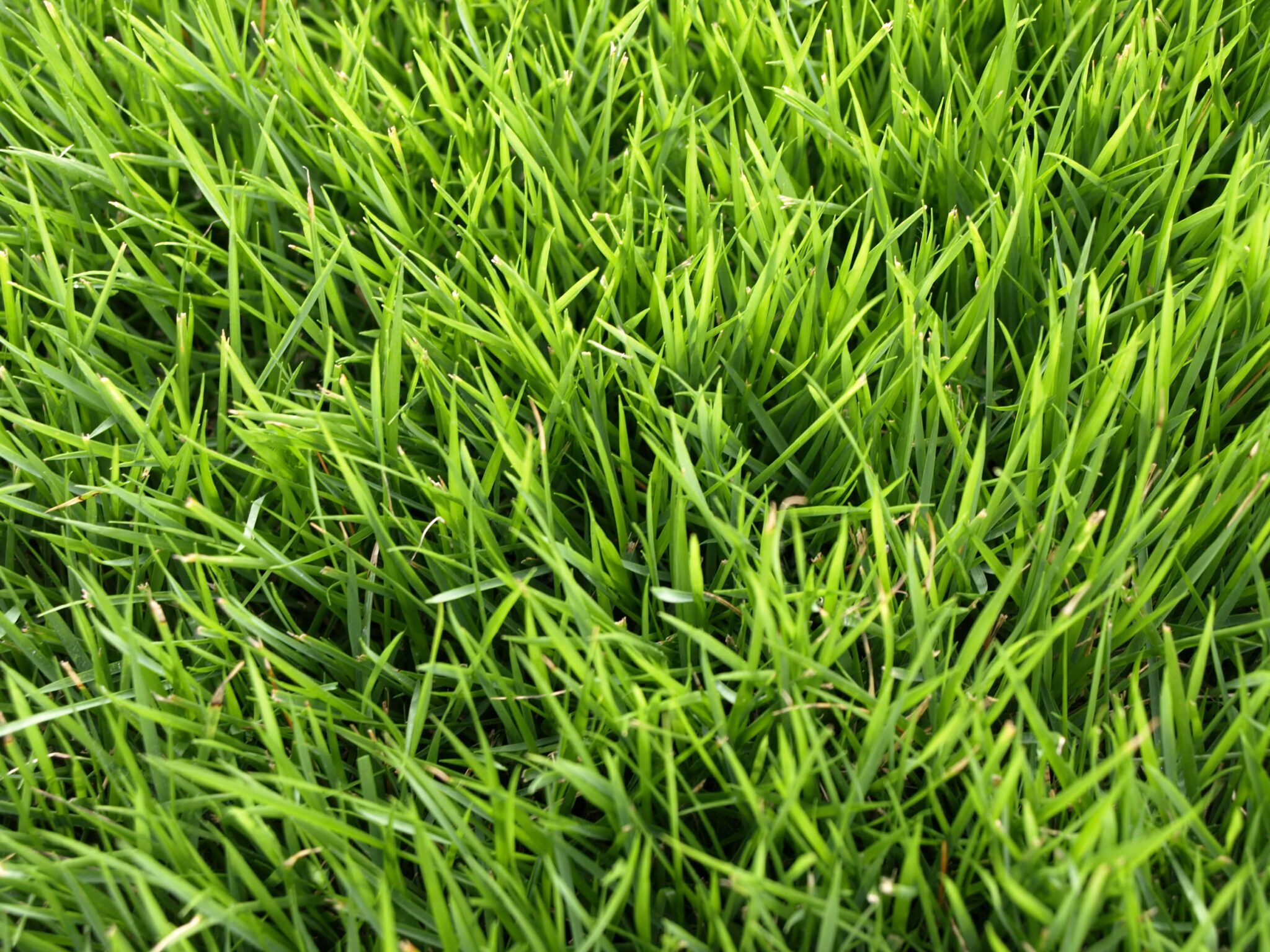 King Ranch Turf Emerald Zoysia - King Ranch Turfgrass
