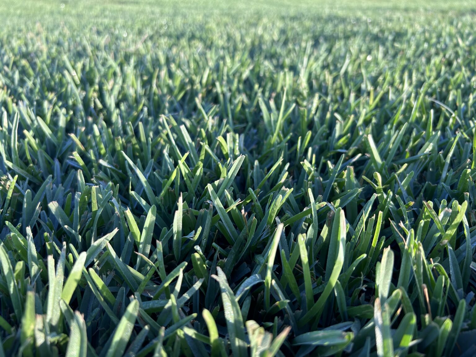 King Ranch Turf Palmetto® St. Augustine - King Ranch Turfgrass