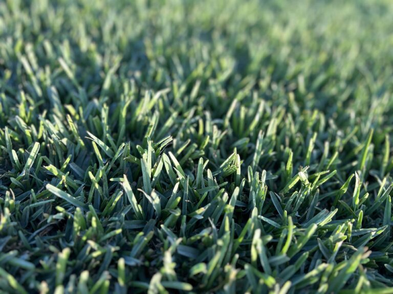 King Ranch Turf Palmetto® St. Augustine - King Ranch Turfgrass