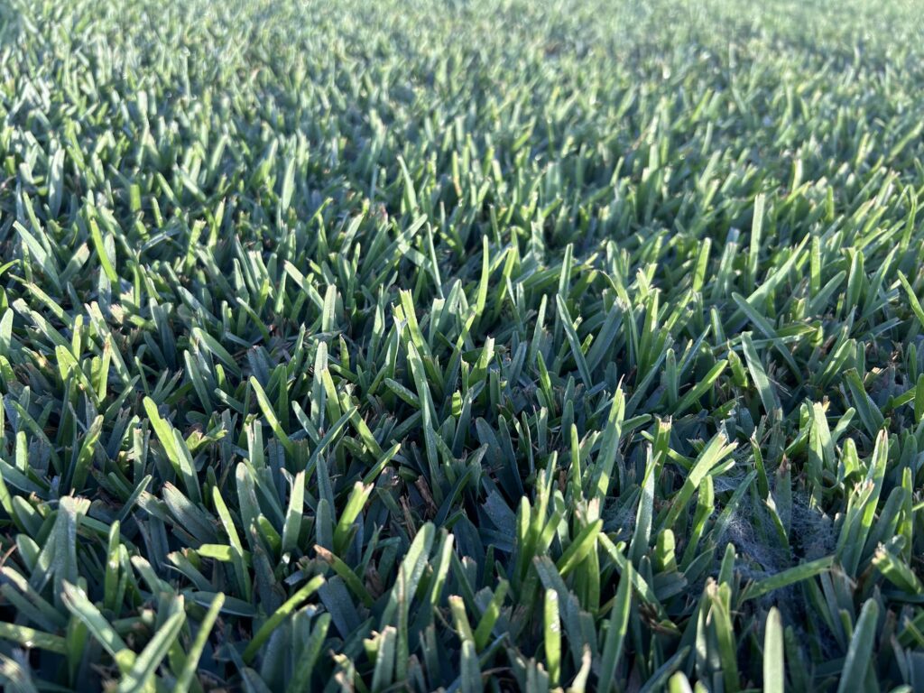 King Ranch Turf Palmetto® St. Augustine - King Ranch Turfgrass