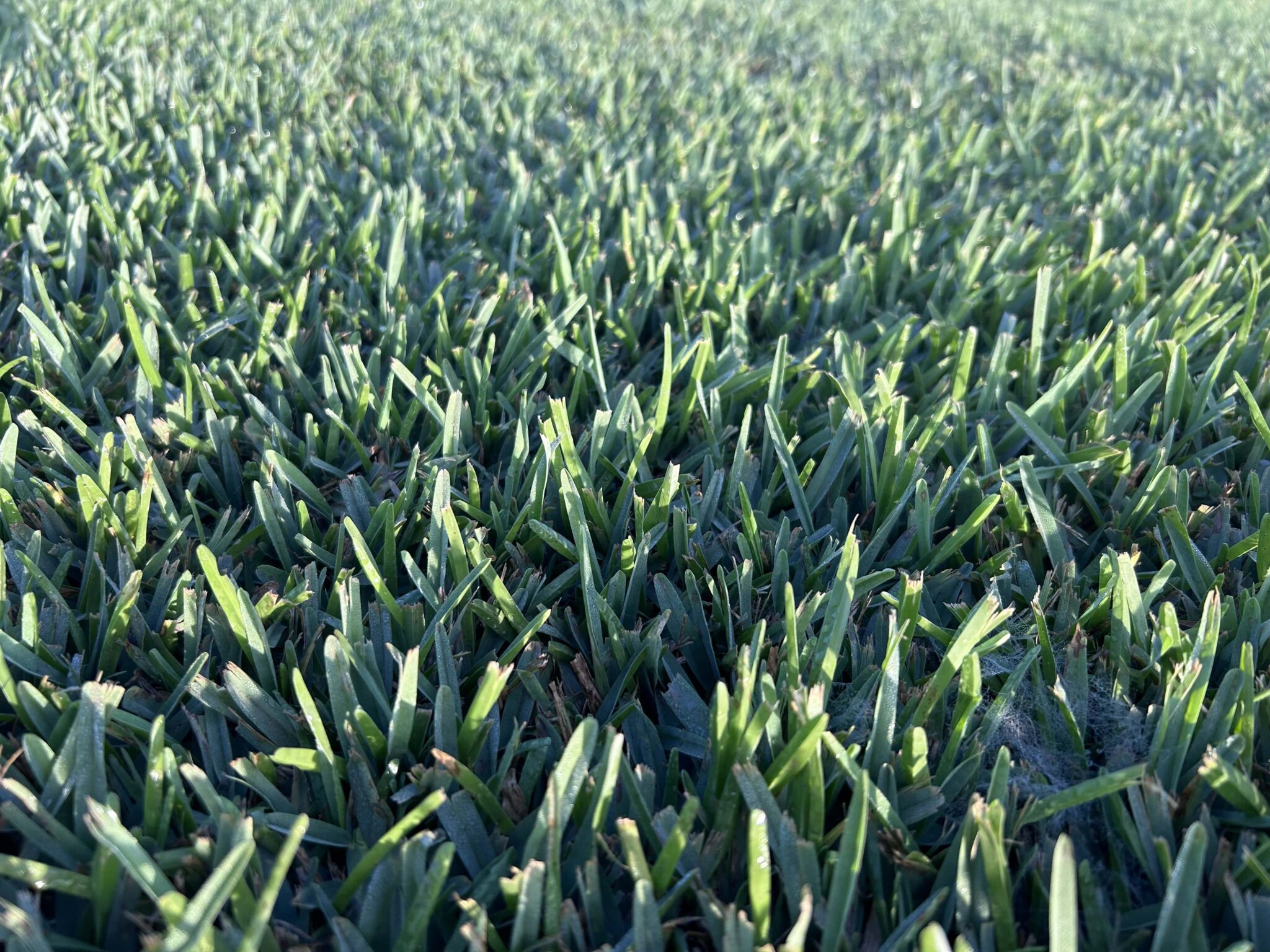 King Ranch Turf Palmetto® St. Augustine - King Ranch Turfgrass