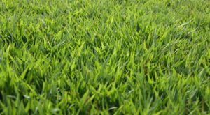 Palisades Zoysia - King Ranch Turfgrass