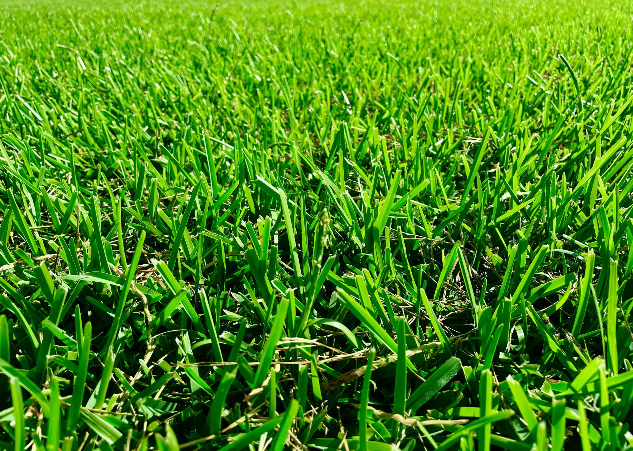 Palmetto® St. Augustine - King Ranch Turfgrass