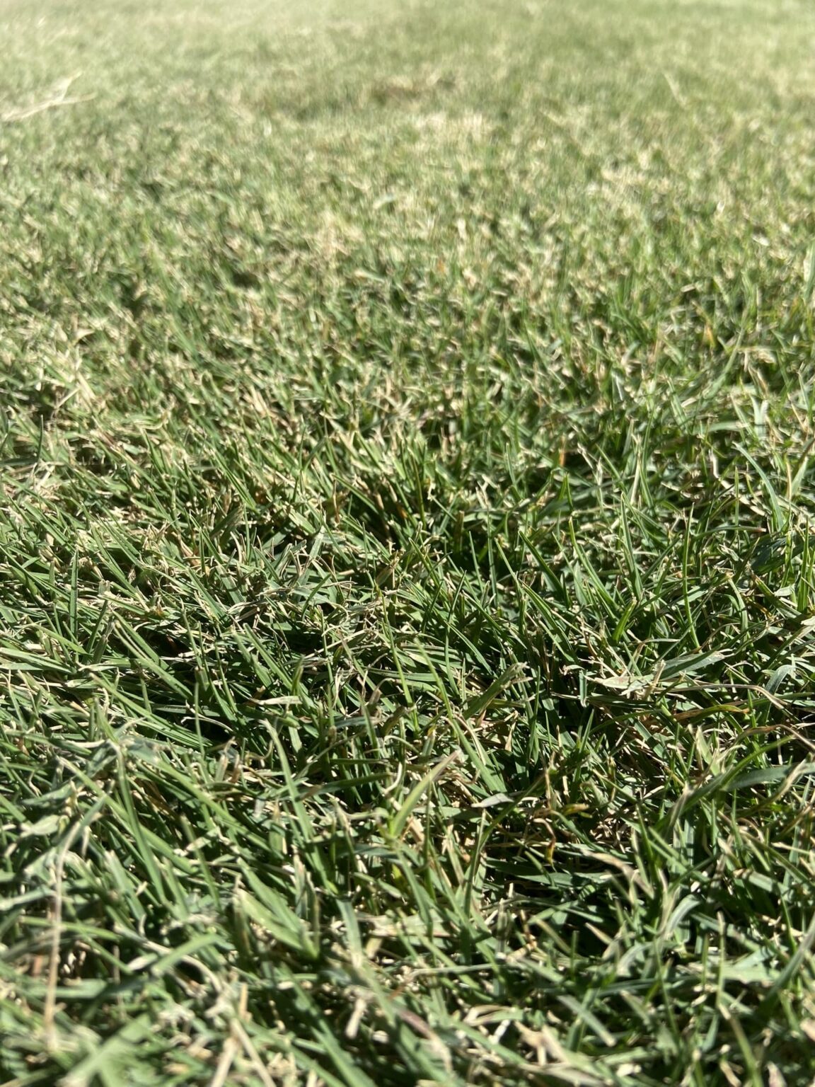 Grass Sod Prices Near Me King Ranch Turfgrass grass-sod-prices-near-me-king-ranch-turfgrass