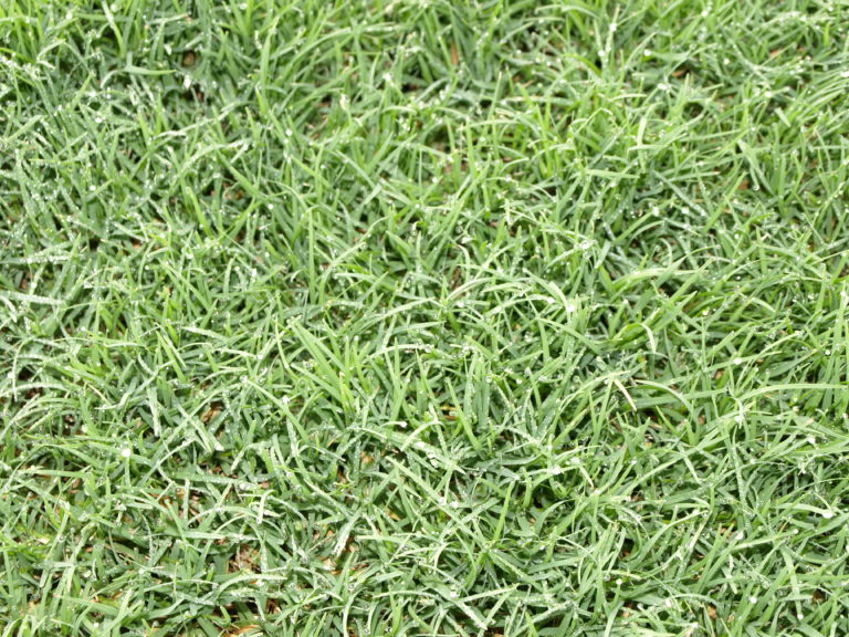 Celebration® Bermuda - King Ranch Turfgrass