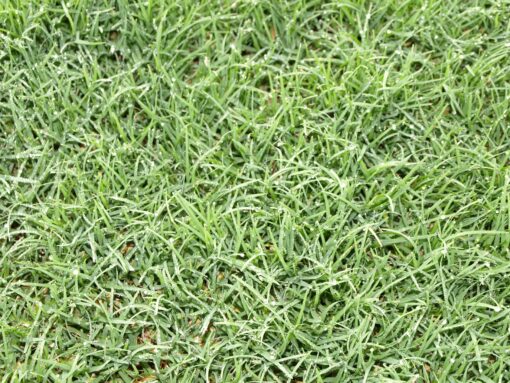 Celebration® Bermuda - King Ranch Turfgrass