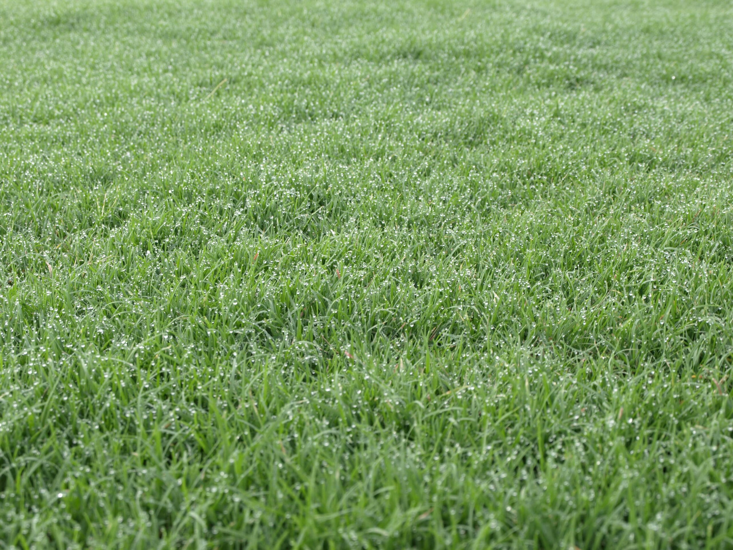 Celebration® Bermuda - King Ranch Turfgrass