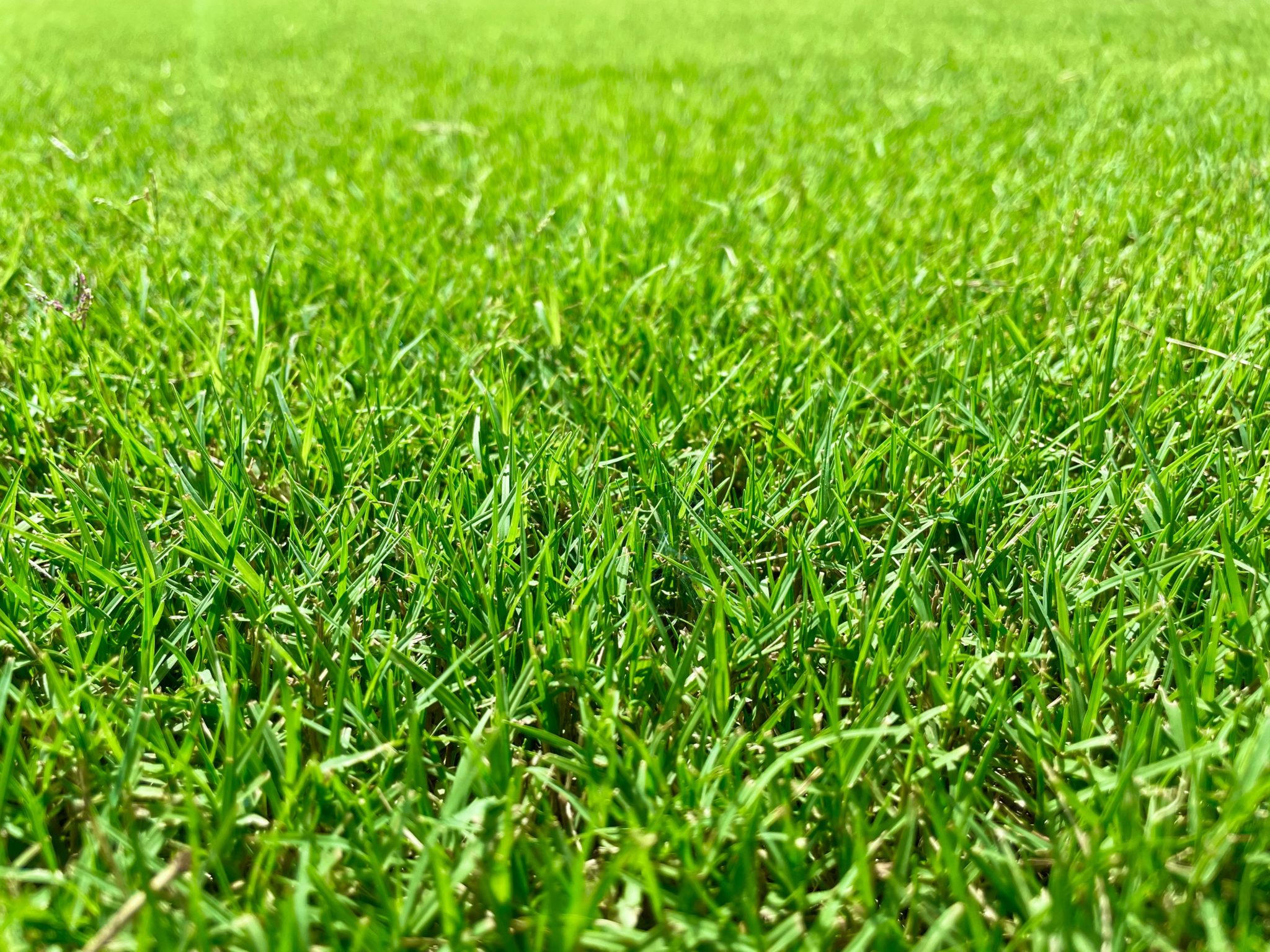 Grass Sod Prices Near Me King Ranch Turfgrass grass-sod-prices-near-me-king-ranch-turfgrass