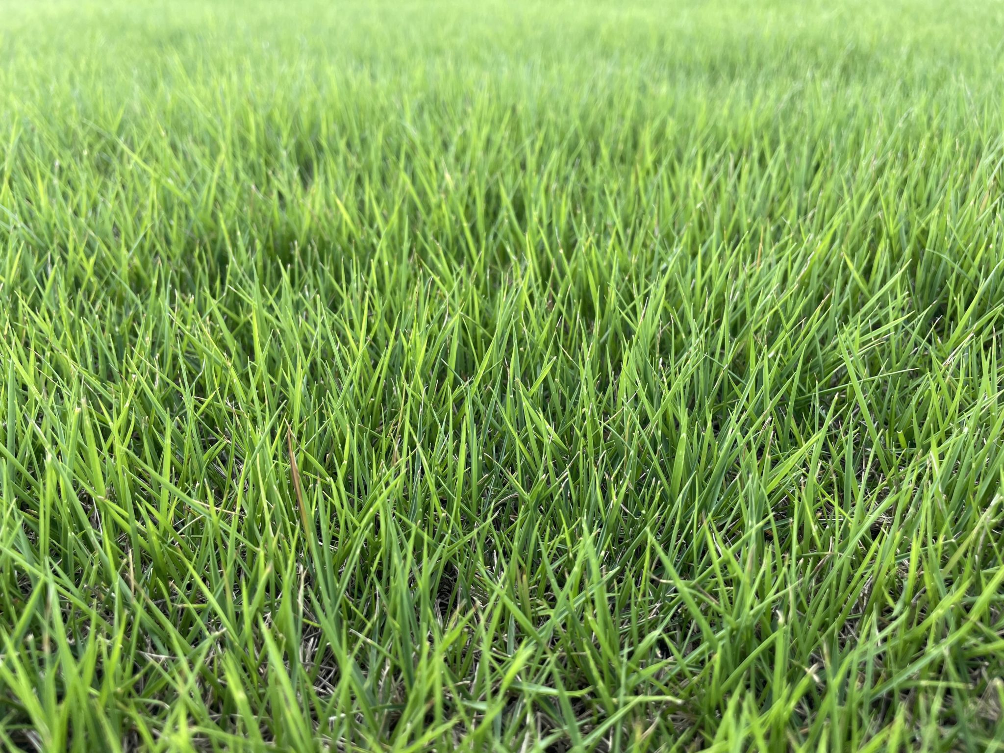 King Ranch Turf Zorro Zoysia - King Ranch Turfgrass