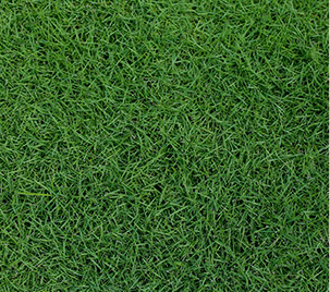 Zoysia