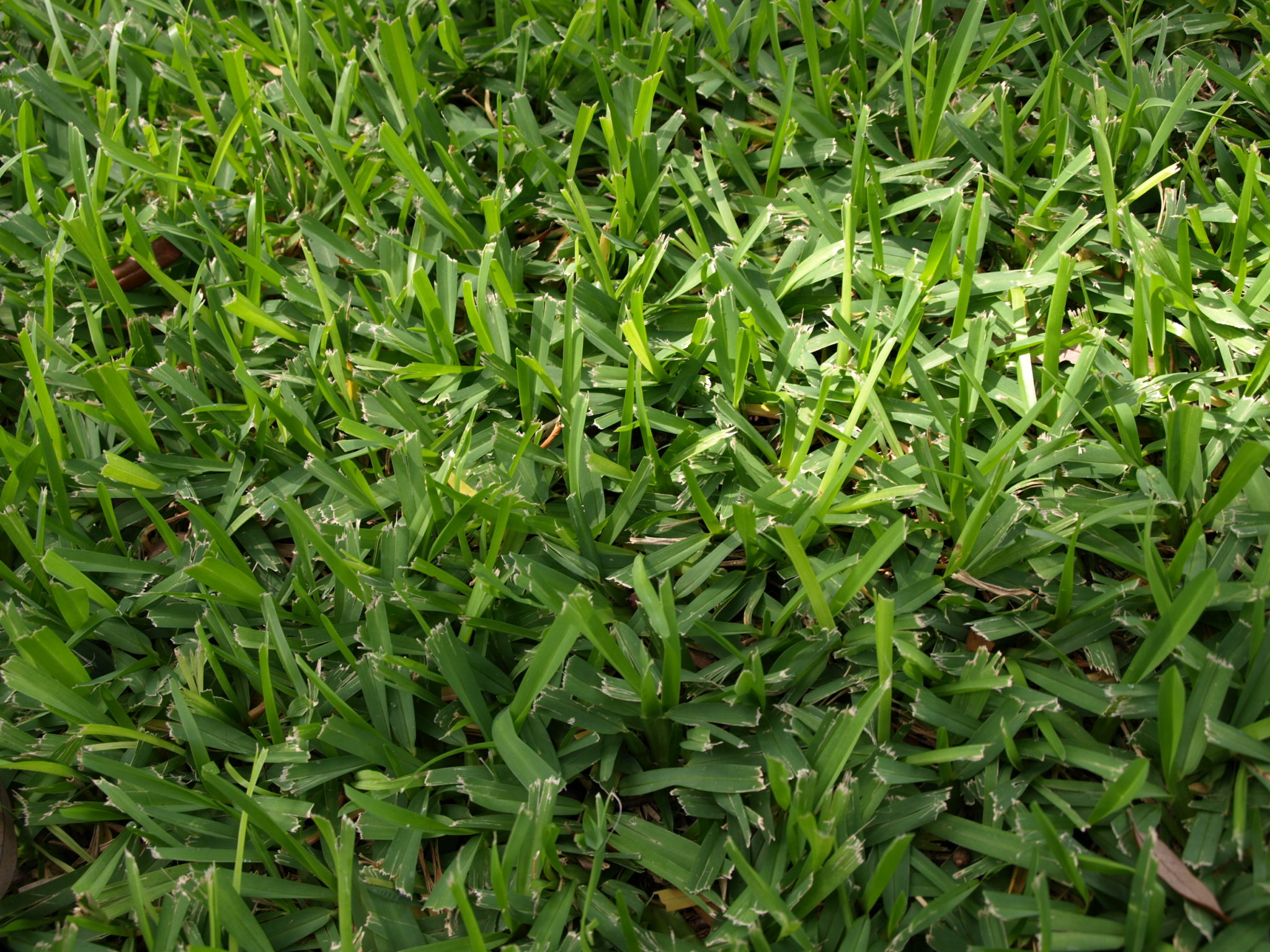 Amerishade® St. Augustine - King Ranch Turfgrass