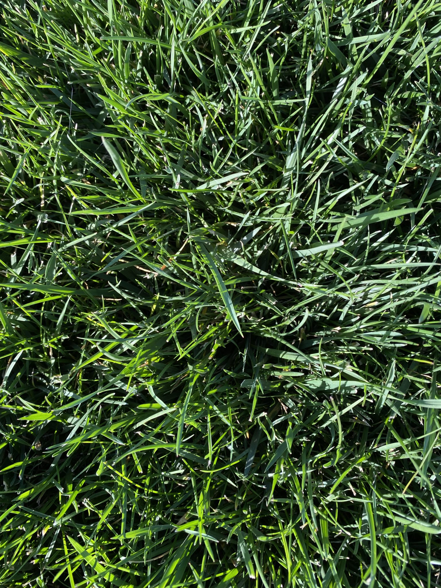 Frontier Fescue King Ranch Turfgrass