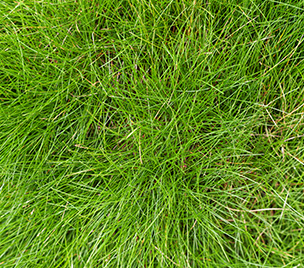 Fescue