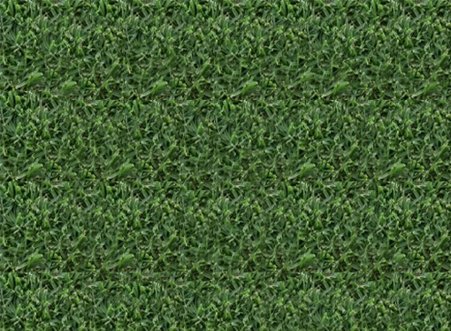 TifDwarf grass