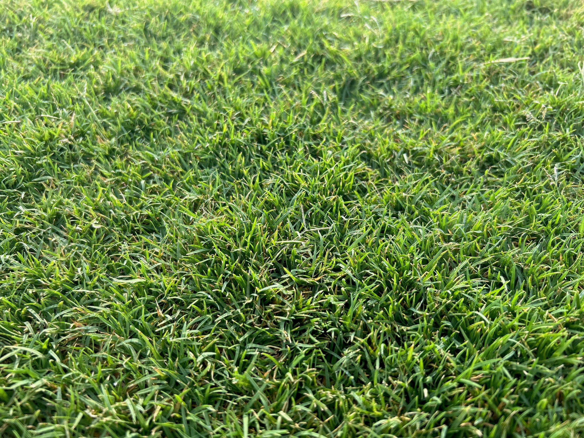 Bimini Bermuda King Ranch Turfgrass