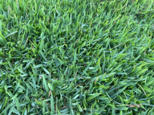 Empire Zoysia 1